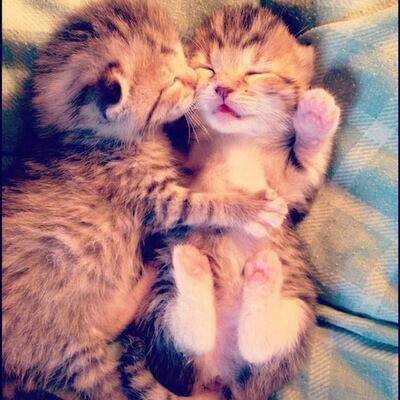 Top 50 cute hình ảnh 2 con mèo ôm nhau đắm chìm trong tình yêu và ...