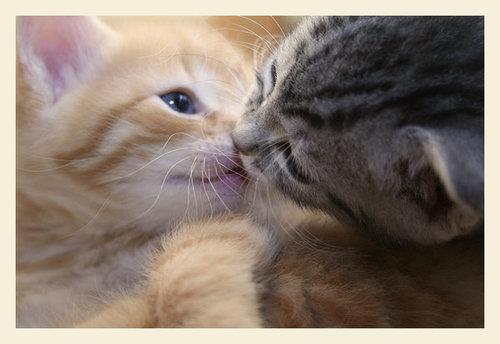 Yêu mèo: Mèo là loài vật đáng yêu và nhờ chúng mà cuộc sống của chúng ta trở nên đầy màu sắc hơn. Hãy thể hiện tình yêu của mình với những chú mèo đáng yêu bằng cách cùng xem những hình ảnh đáng yêu của chúng.